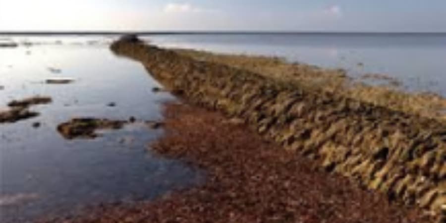 pesca en espigon