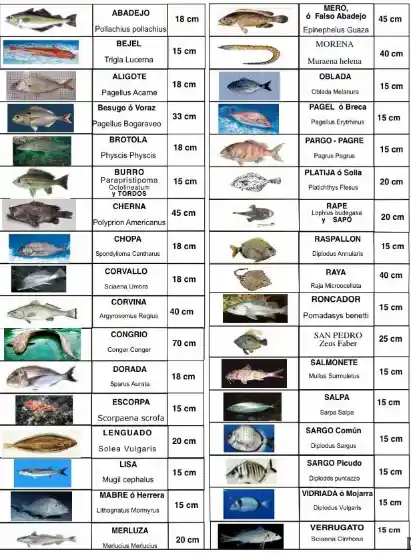 Tallas minimas de peces de fondo