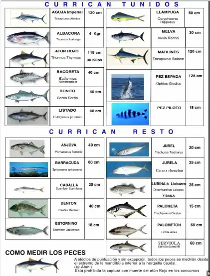 Tallas minimas del pescado para su pesca